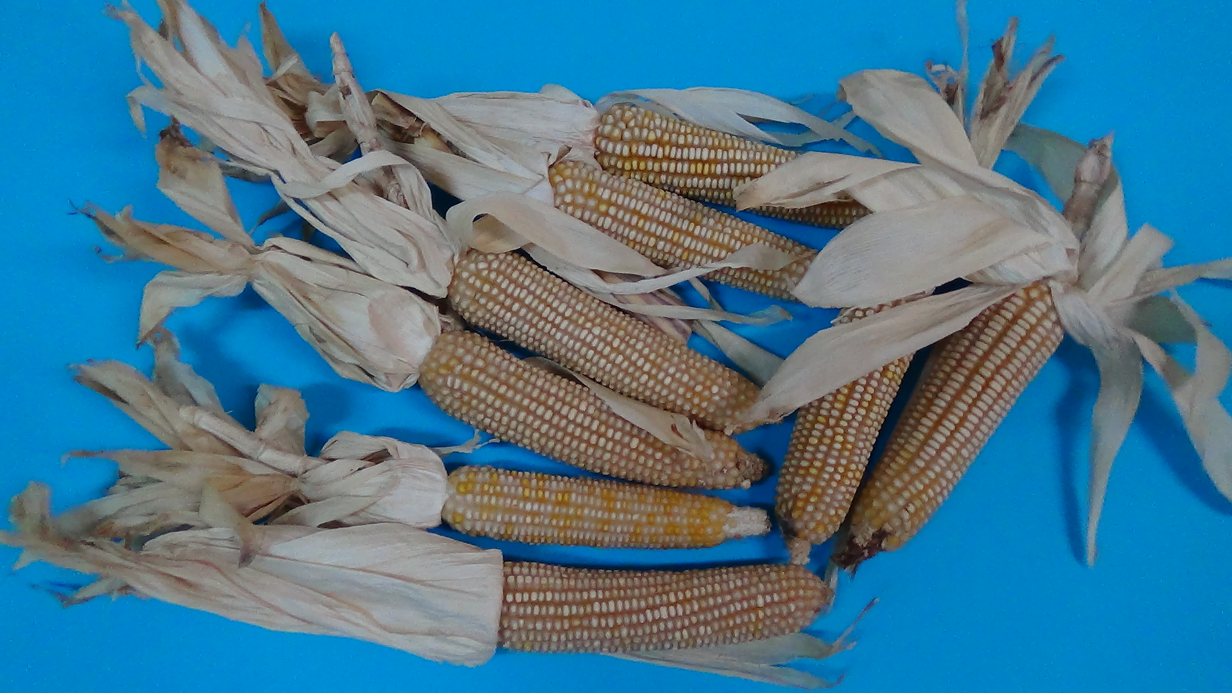 Mais bianco di Fluminimaggiore