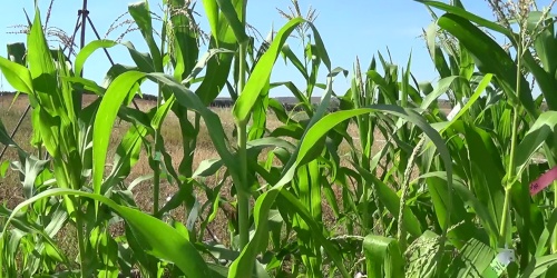 Lavorazione del pane di granturco