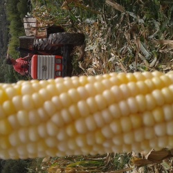 Mais bianco di Fluminimaggiore