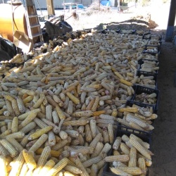 Mais bianco di Fluminimaggiore