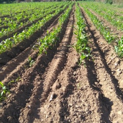 Mais bianco di Fluminimaggiore