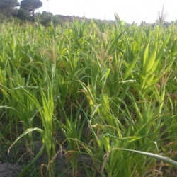 Mais bianco di Fluminimaggiore