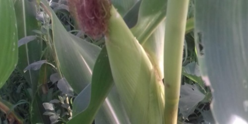 Mais bianco di Fluminimaggiore