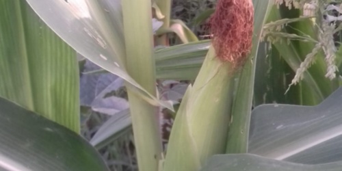 Mais bianco di Fluminimaggiore