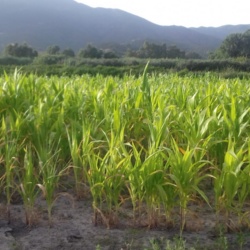 Mais bianco di Fluminimaggiore