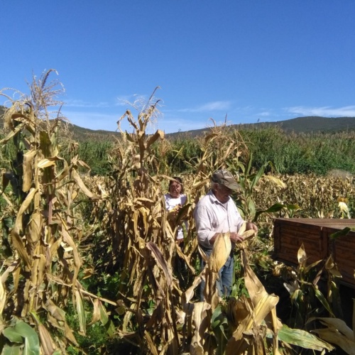 Mais bianco di Fluminimaggiore