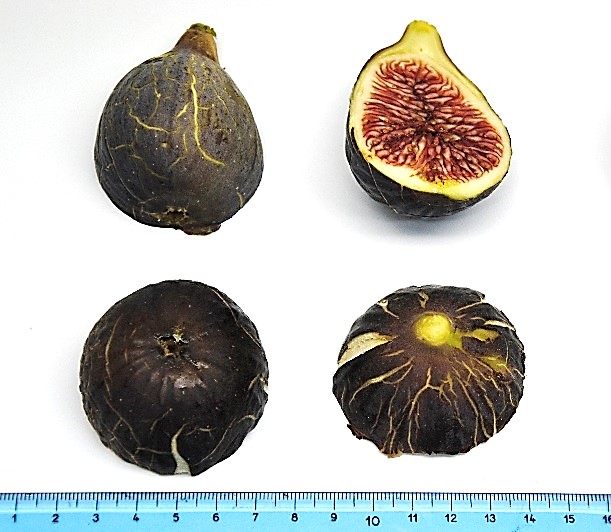 Fico Murra frutti