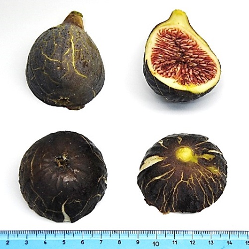 Fico Murra frutti