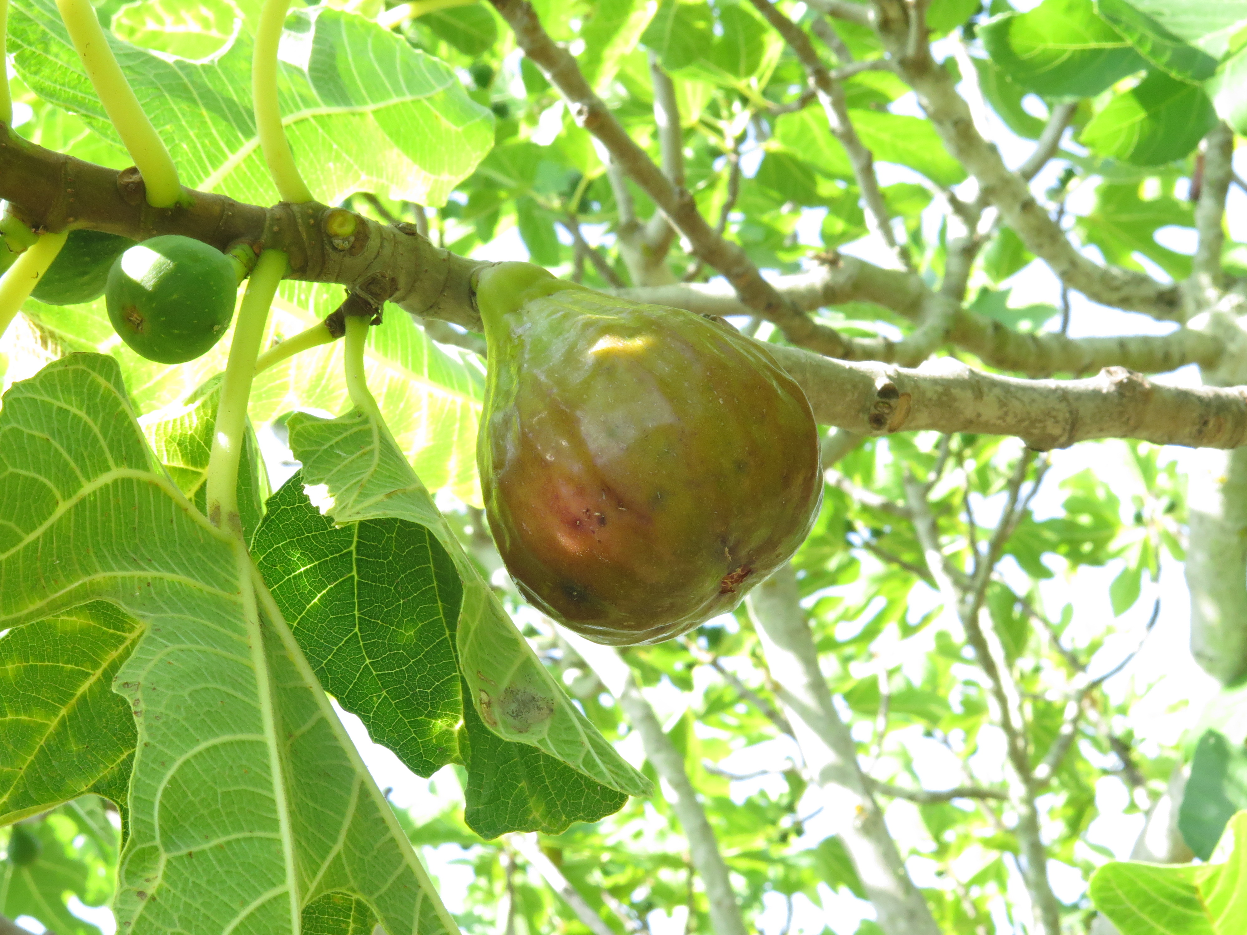 Fico Perdingiana fioroni