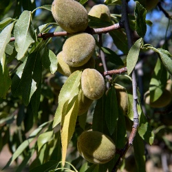 Mandorlo Arrubia - Dettaglio frutti sulla pianta