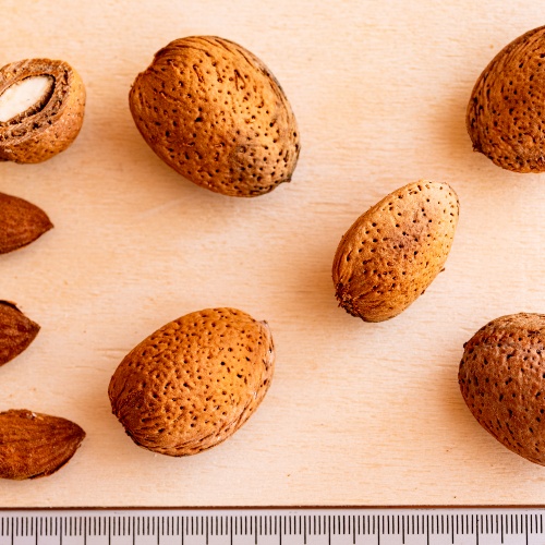 Mandorlo Arrubia - Dettaglio Frutti