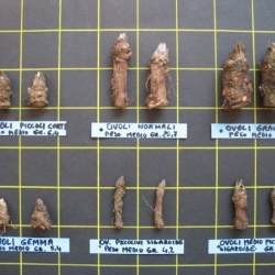 Carciofo Spinoso sardo