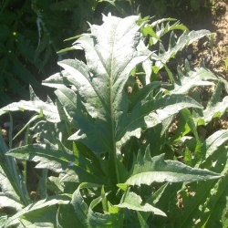 Carciofo Spinoso sardo