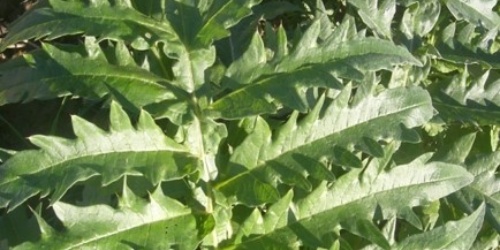 Carciofo Spinoso sardo