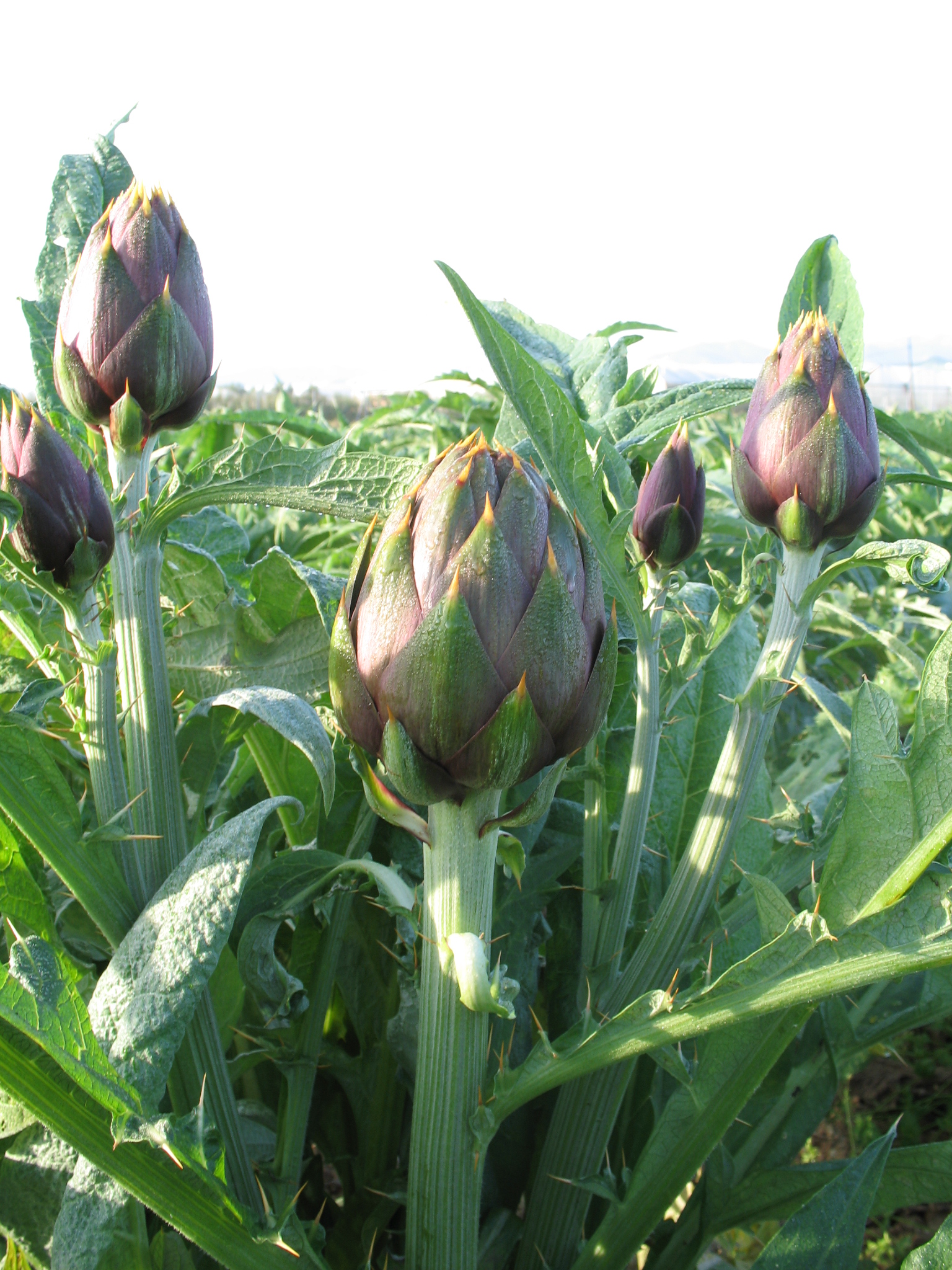 Carciofo Spinoso sardo