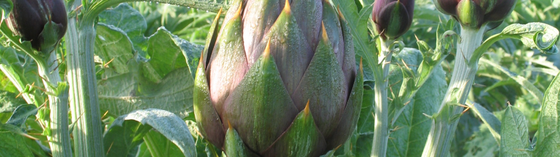 Carciofo Spinoso sardo