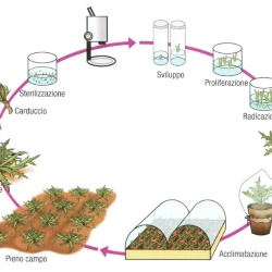 Carciofo Spinoso sardo