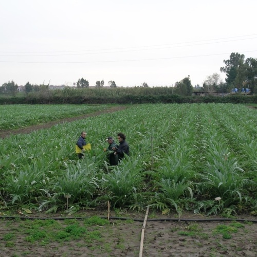 Carciofo Spinoso sardo