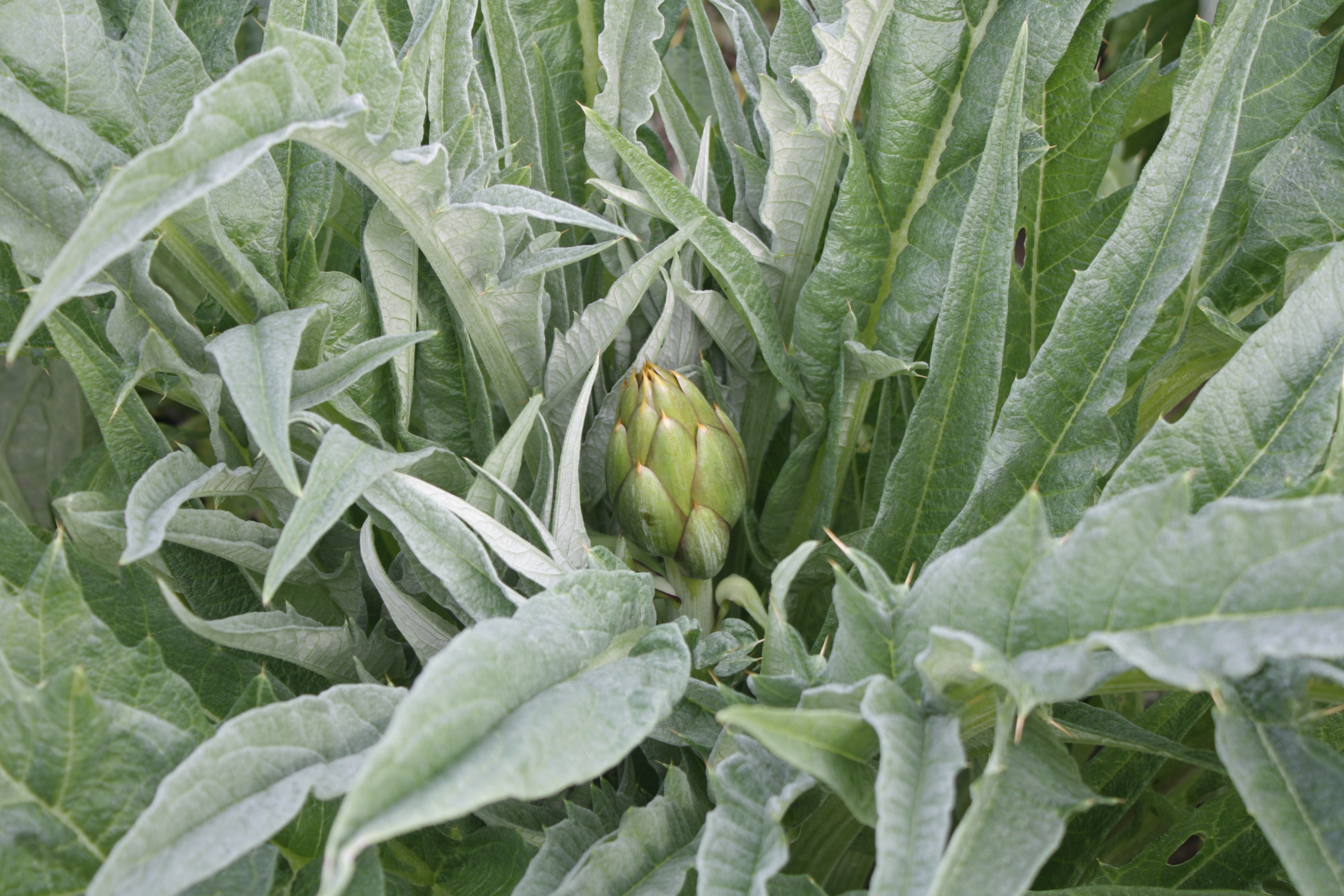 Carciofo Spinoso sardo Clone Agris 1