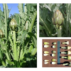 Carciofo Spinoso sardo Clone Agris 1