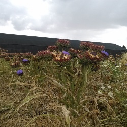 Carciofo Spinoso sardo Clone Agris 1