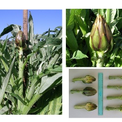 Carciofo Spinoso sardo Clone Agris 2