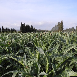 Carciofo Spinoso sardo Clone Agris 2