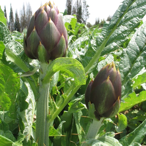 Carciofo Spinoso sardo Clone Agris 2