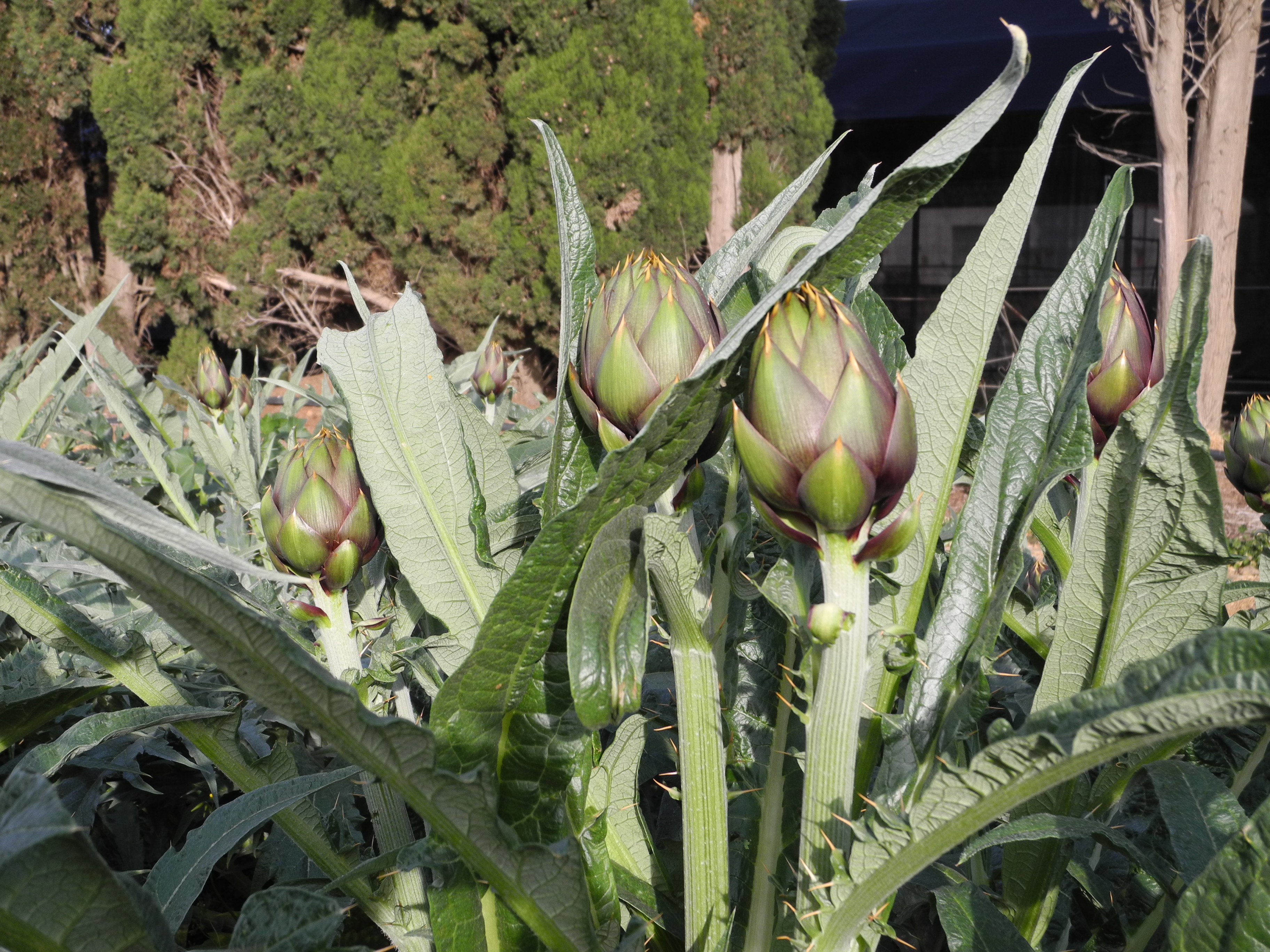 Carciofo Spinoso sardo Clone Agris 2