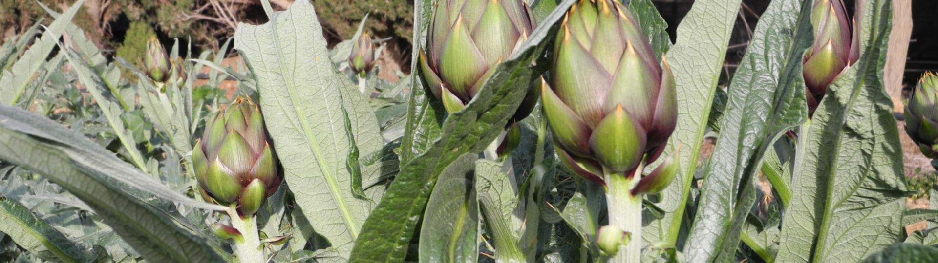 Carciofo Spinoso sardo Clone Agris 2