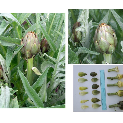 Carciofo Spinoso sardo Clone Agris 3