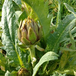 Carciofo Spinoso sardo Clone Agris 3