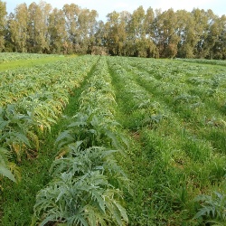 Carciofo Spinoso sardo Clone Agris 3