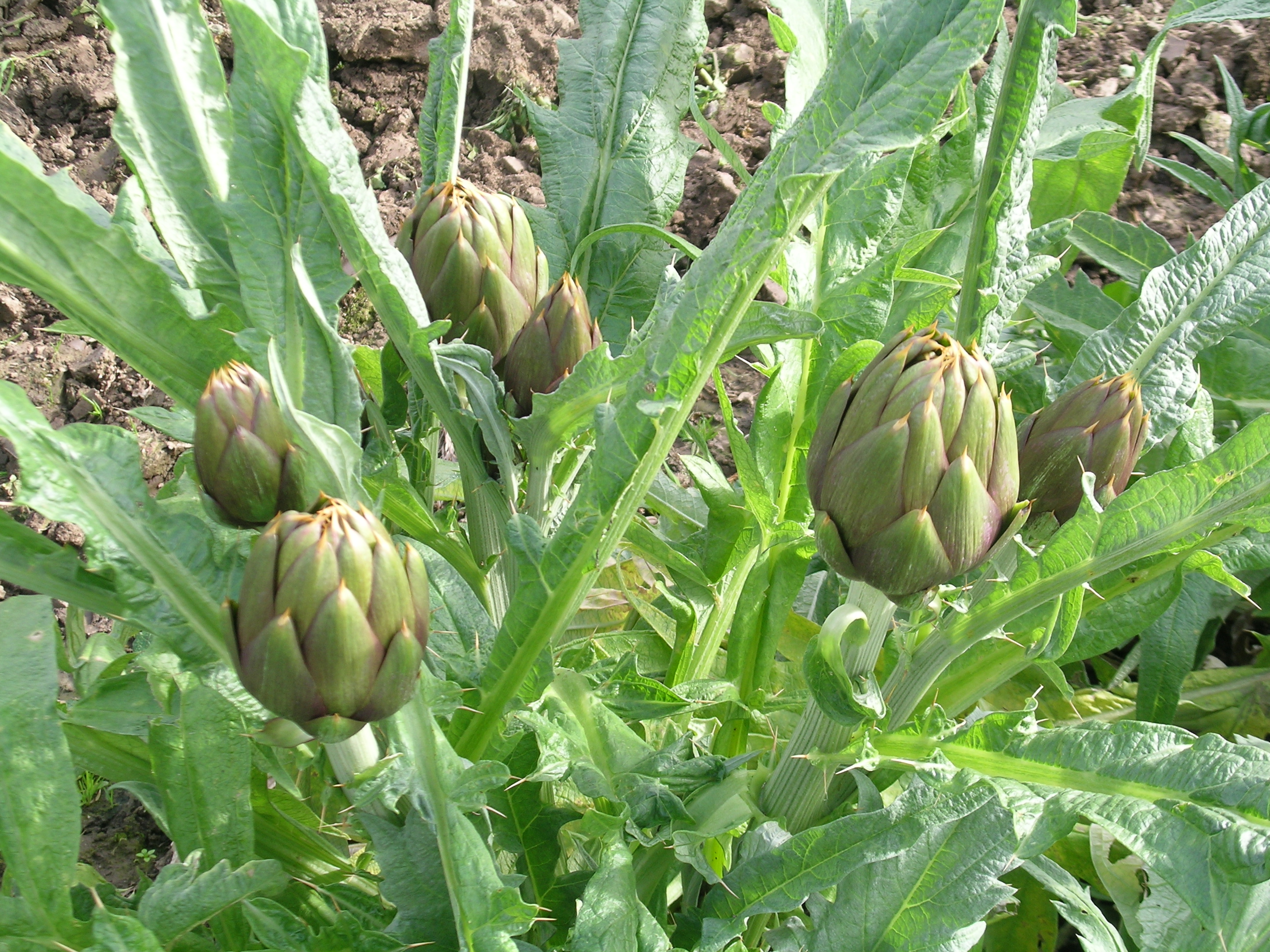 Carciofo Spinoso sardo Clone Agris 4