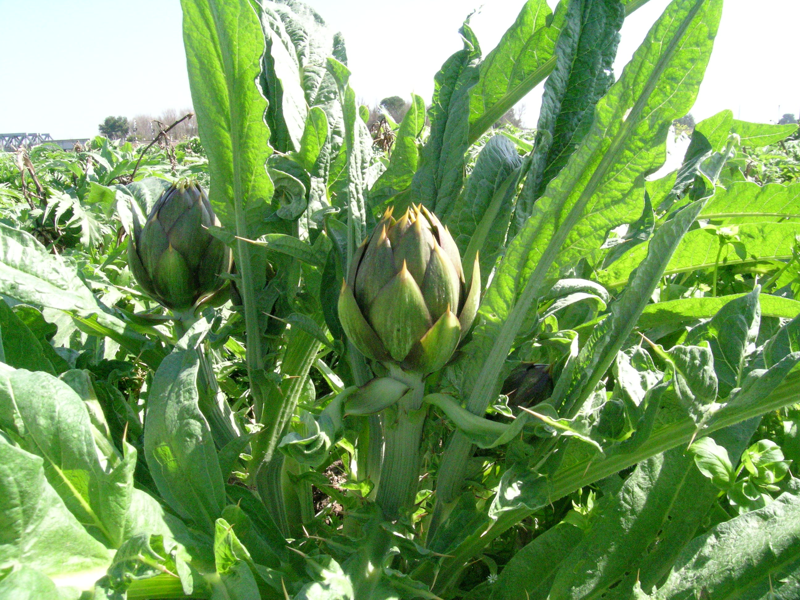 Carciofo Spinoso sardo Clone Agris 3