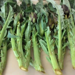 Carciofo Spinoso sardo Clone Agris 4