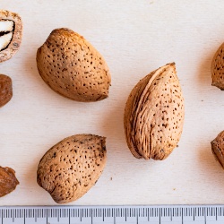 Mandorlo Niedda Frutti con guscio