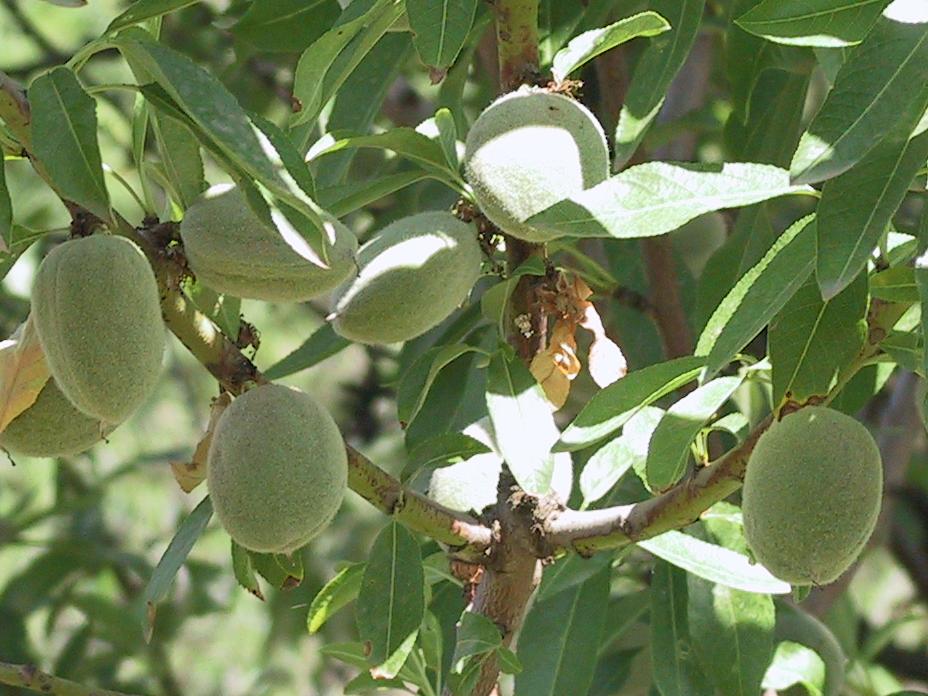 Mandorlo Niedda frutti albero