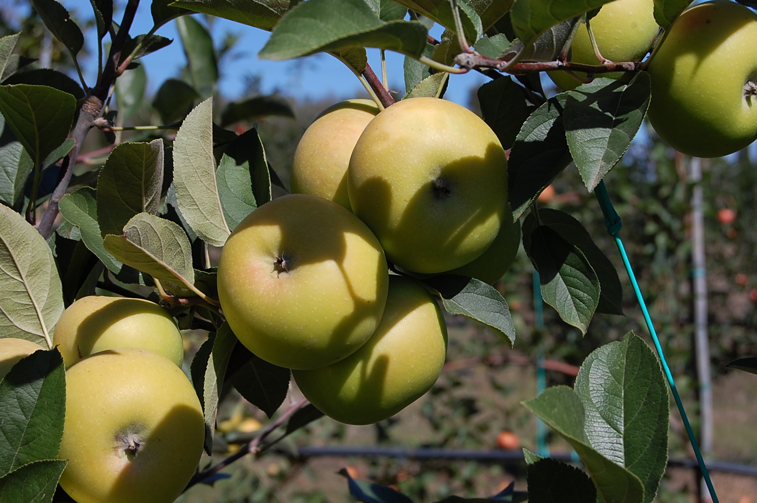 Mela Appio