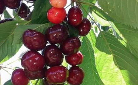 Visualizza la notizia: CONVEGNO "Sa Cerexia Barracocca di Villacidro. Risorsa agrobiodiversa del territorio e della Sardegna"  VILLACIDRO Visualizza la notizia: CONVEGNO "Sa Cerexia Barracocca di Villacidro. Risorsa agrobiodiversa del territorio e della Sardegna"  VILLACIDRO