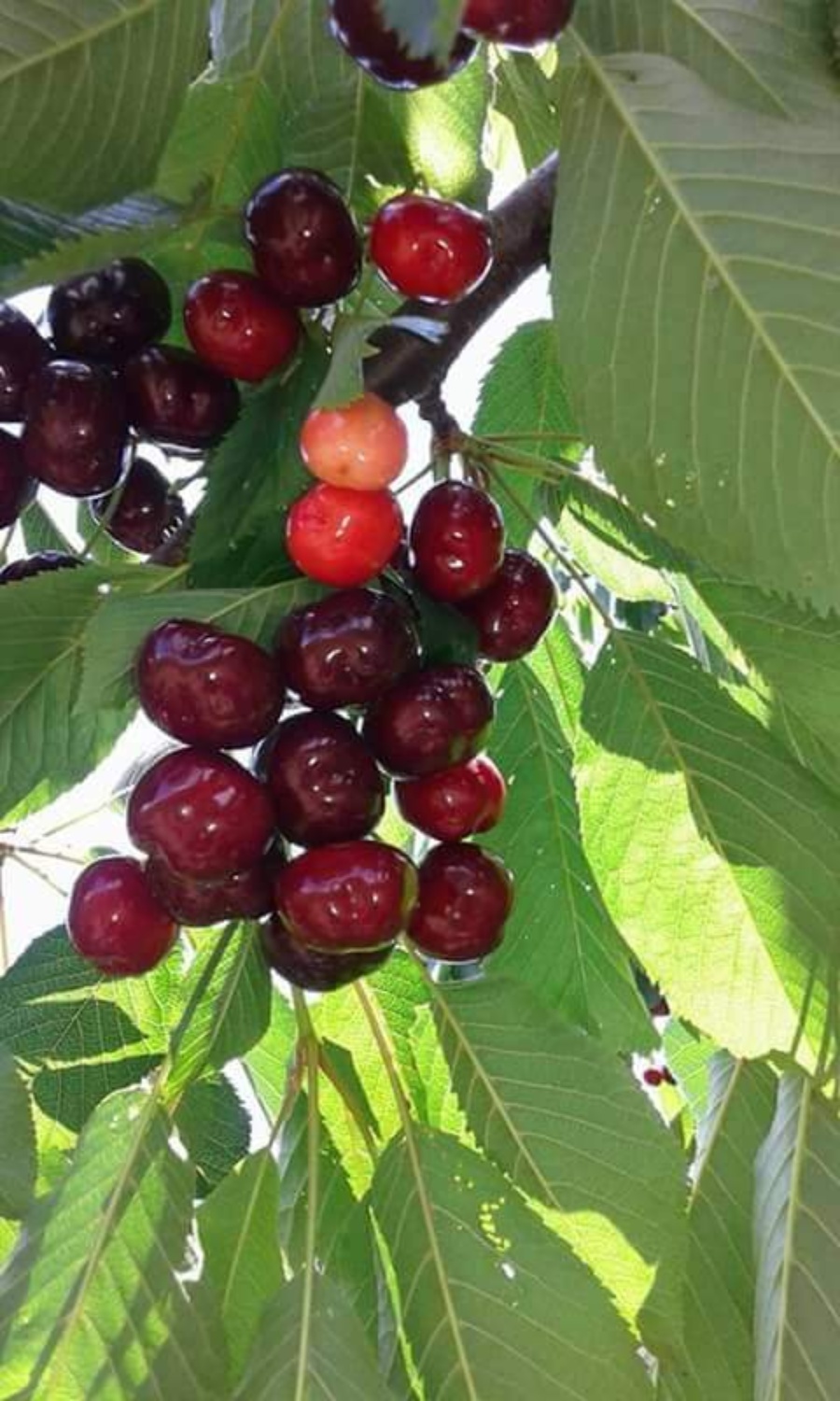 "Sa Cerexia Barracocca di Villacidro. Risorsa agrobiodiversa del territorio e della Sardegna"