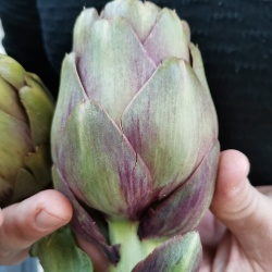 CARCIOFO VIOLETTO DI SAMASSI