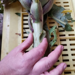 CARCIOFO VIOLETTO DI SAMASSI