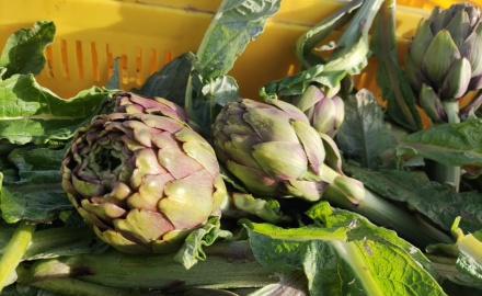 Visualizza la notizia: Carciofo violetto di Samassi, una biodiversità agricola riconosciuta Visualizza la notizia: Carciofo violetto di Samassi, una biodiversità agricola riconosciuta
