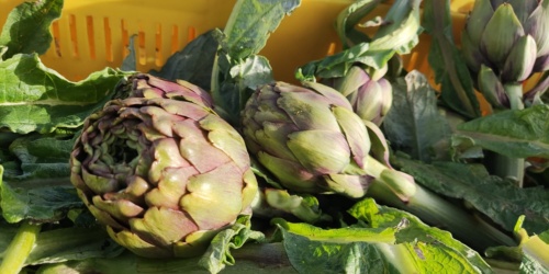 CARCIOFO VIOLETTO DI SAMASSI