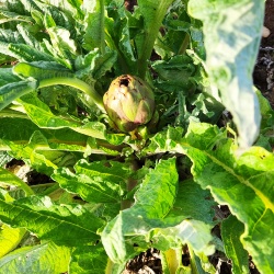 CARCIOFO VIOLETTO DI SAMASSI