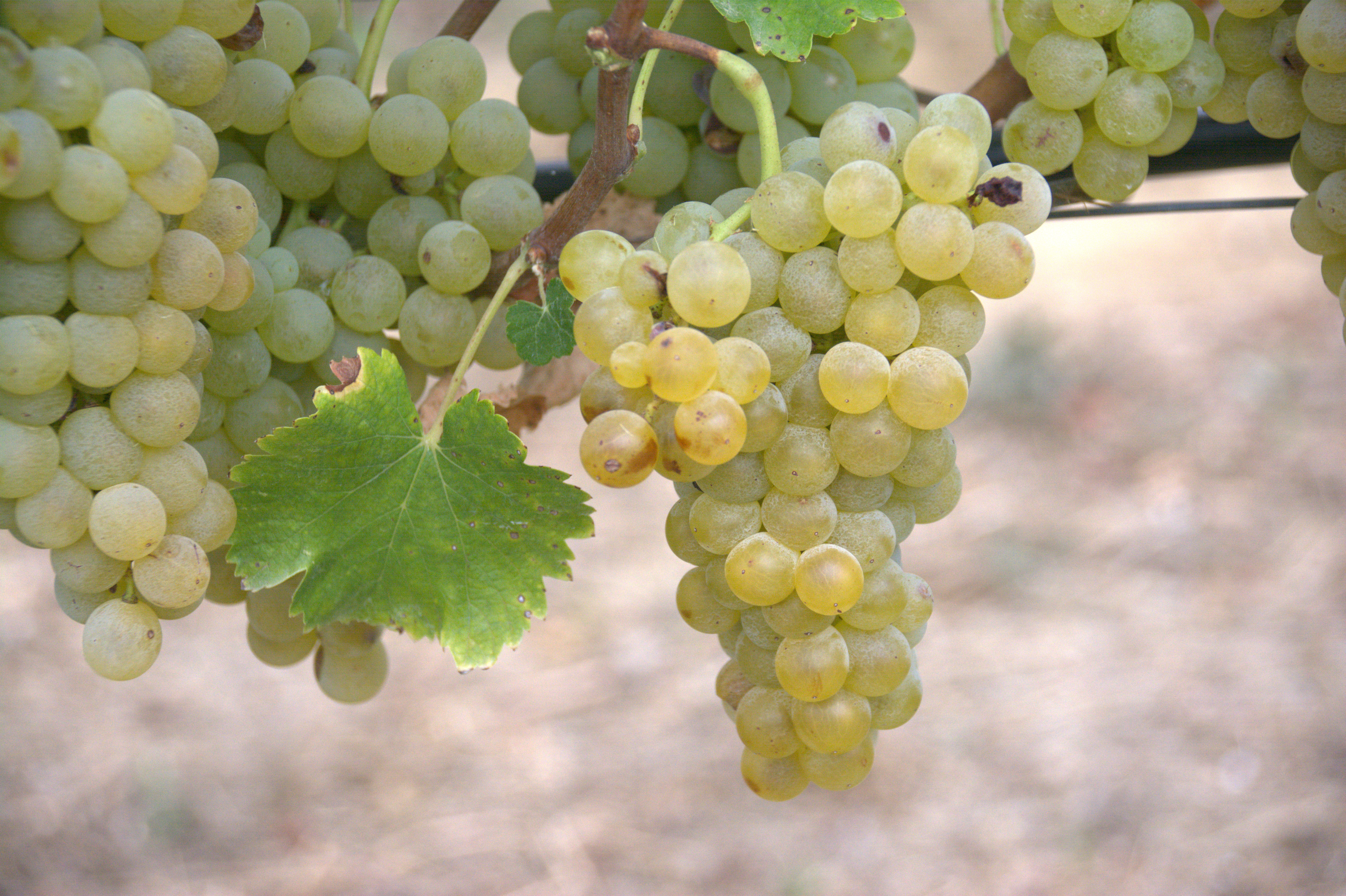 Vernaccia di Oristano