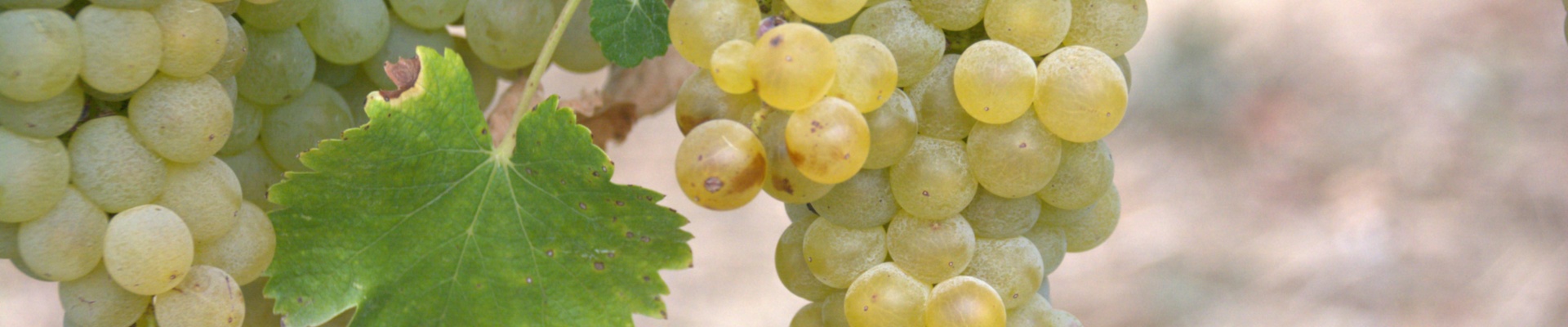 Vernaccia di Oristano