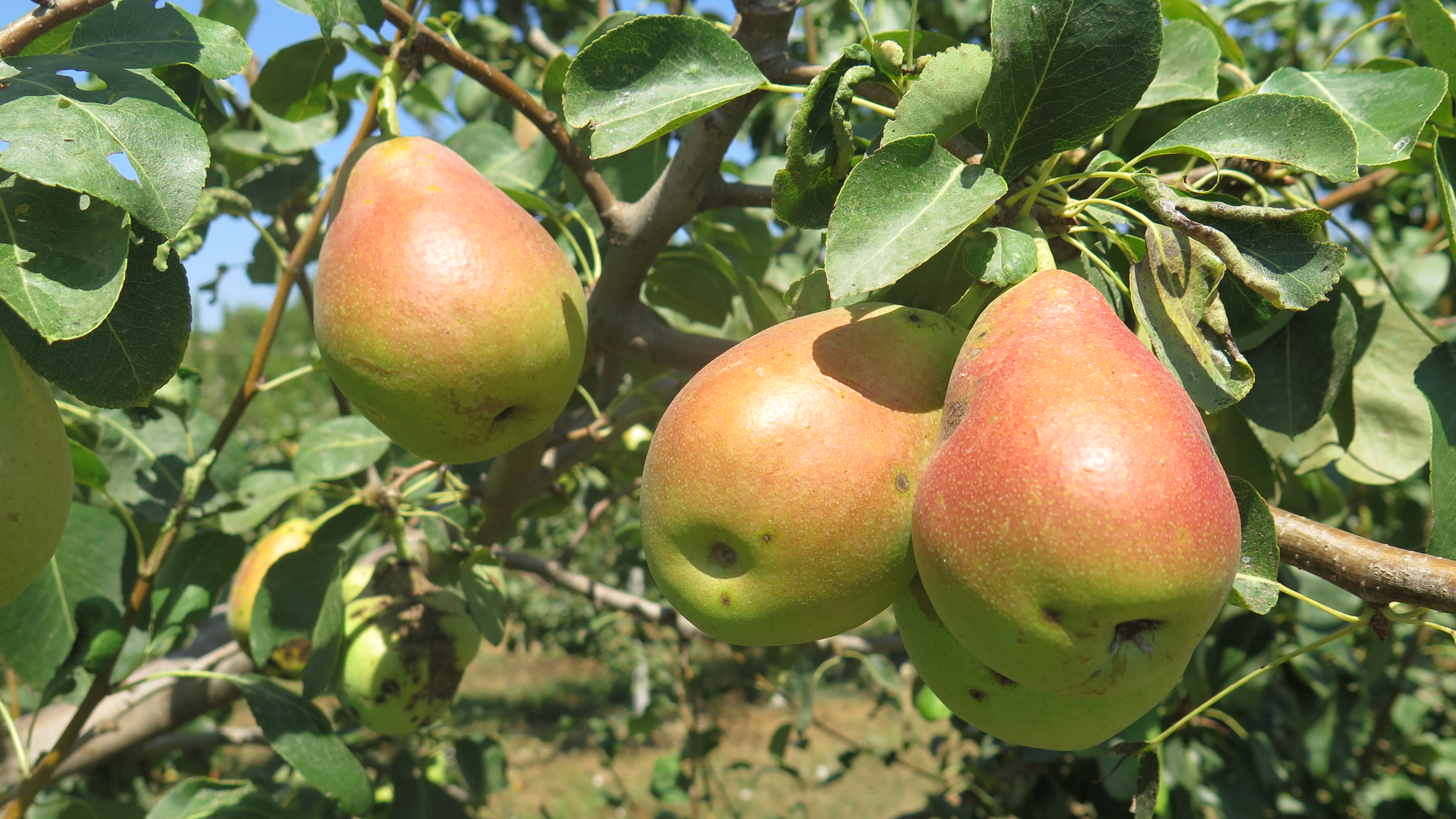 Buttiu frutti