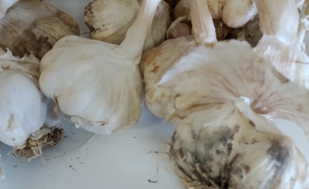 Visualizza la notizia: La Biodiversità Aglio sardo - Convegno su Interventi territoriali di valorizzazione Visualizza la notizia: La Biodiversità Aglio sardo - Convegno su Interventi territoriali di valorizzazione